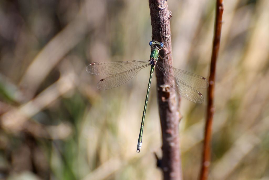 Lestes virens vestalis